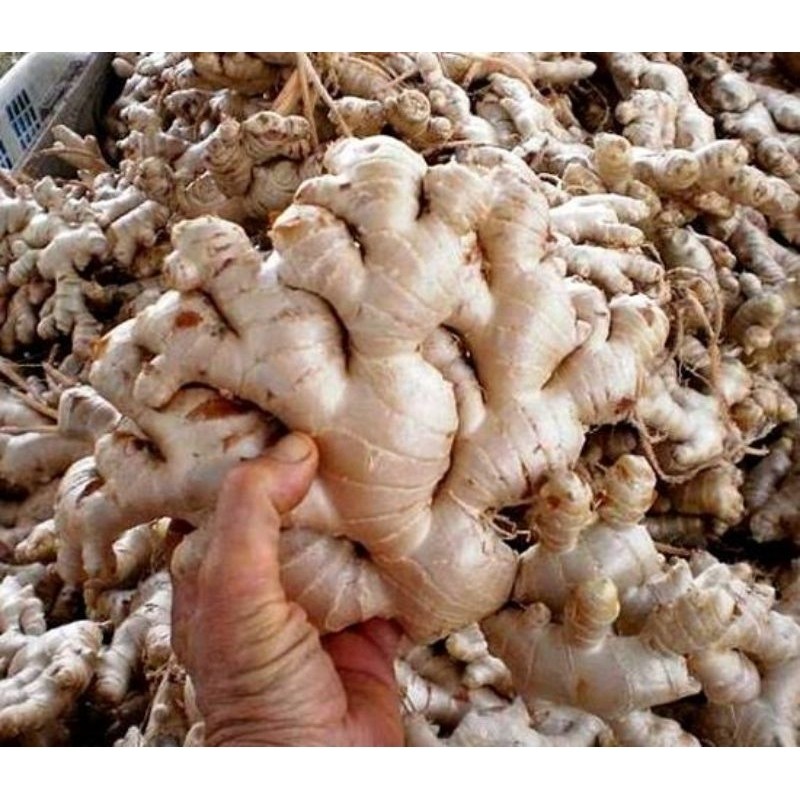 

Jahe Gajah Segar-Rempah Jahe Gajah Organik Food