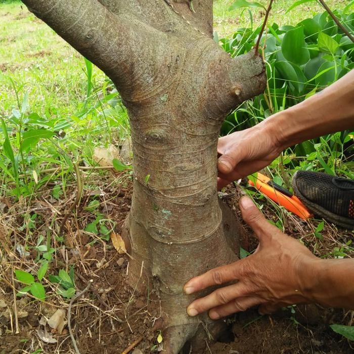Pohon Loa Besar untuk Bonsai