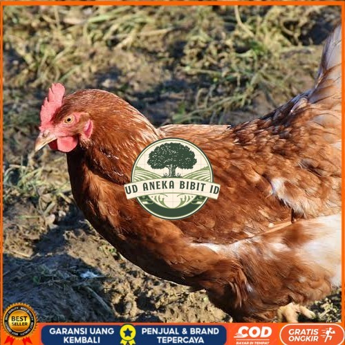 

Telur ayam rodhe island / telur ayam hias / telur fertil siap kirim UD ANEKA BIBIT ID