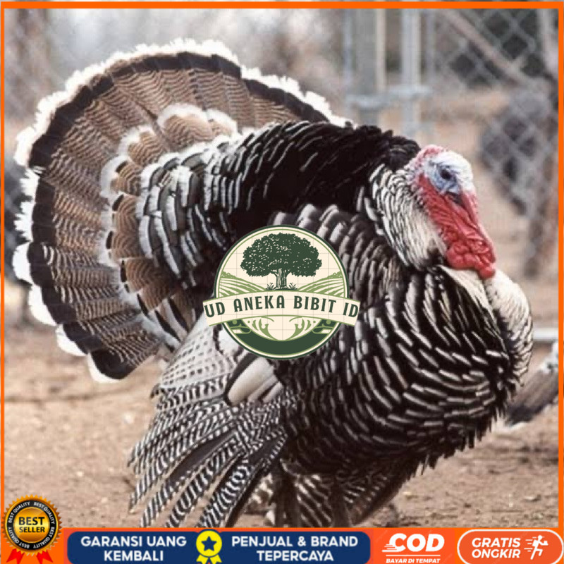 

TELUR FERTIL AYAM KALKUN JUMBO UNTUK DI TETASKAN UD ANEKA BIBIT ID