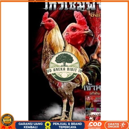

Telur fertil ayam aduan yokeree x ninja kualitas super / mangon iq /pama iq / mangon vip / pama vip / bangkok super / pamalaw / pakhoy / khoyngon UD ANEKA BIBIT ID