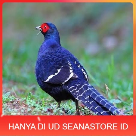 

Telur ayam hias ringneck mikado pheasant fertil siap ditetaskan Langsung UD SEANASTORE ID
