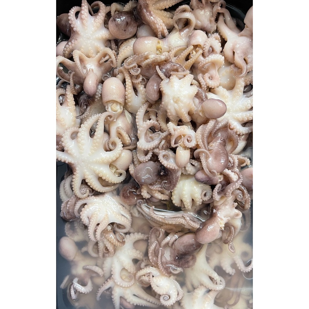 

Baby Gurita Segar 1kg / Baby Octopus Fresh