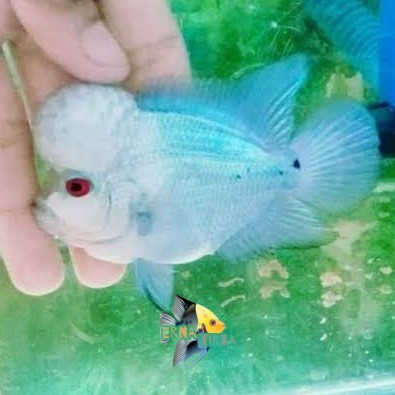 hiyasan aquarium Lohan thaisilk blue louhan 7-9 cm - 7-9 cm erna tirta