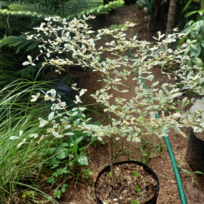 bibit ketapang kencana varigata putih