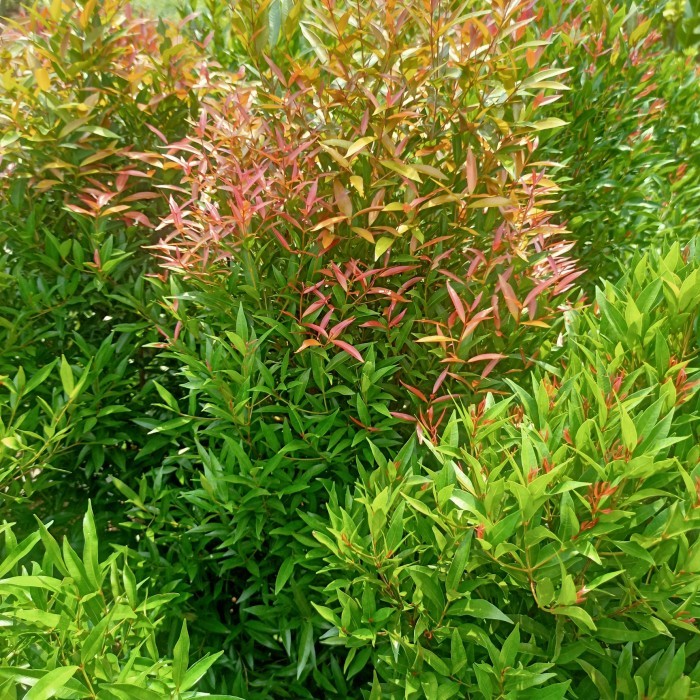 Tanaman pucuk merah 1,5 meter