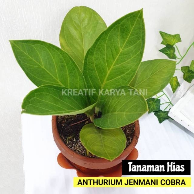 Anthurium jemani cobra - Anturium Jemani kobra