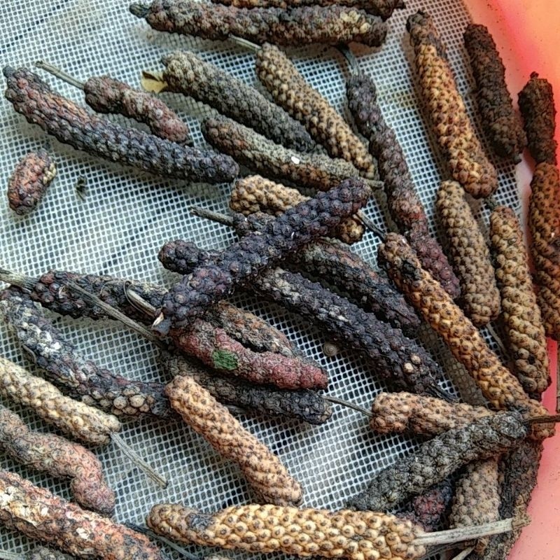 

Cabe Jawa Kering Cabe Jamu Cabe Puyang Cabya