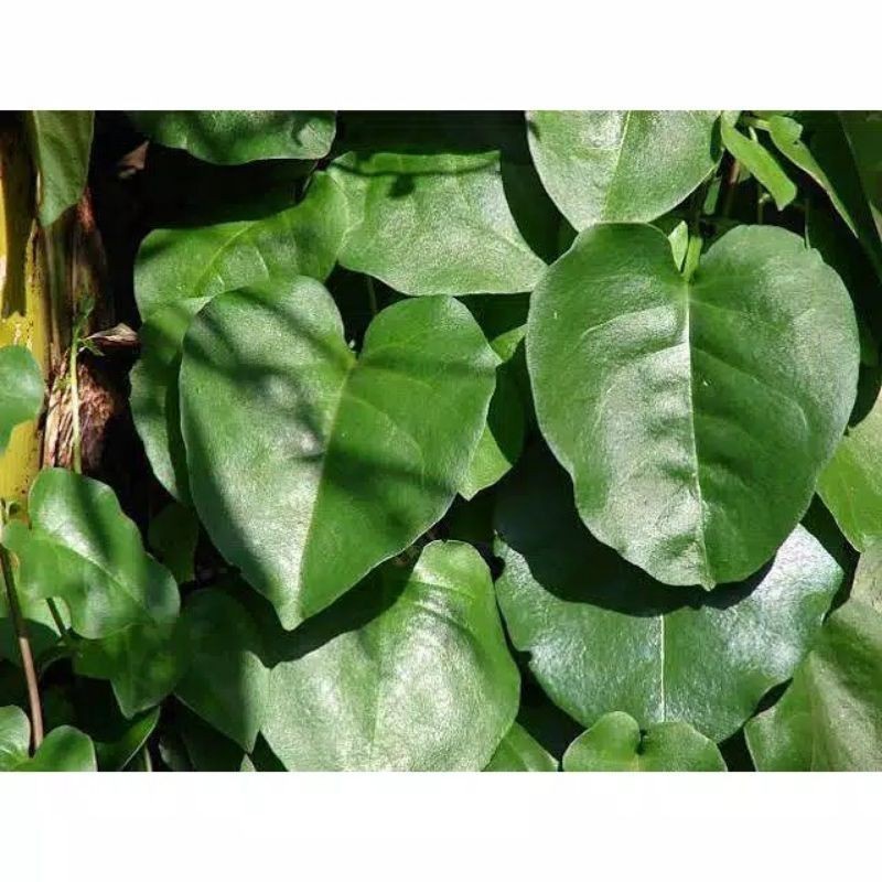 

Promo DAUN BINAHONG MERAH /PER 50 LEMBAR DAN HIJAU SEGAR HEARTLEAF MADERAVINE MADEVINE DENG SAN CHI