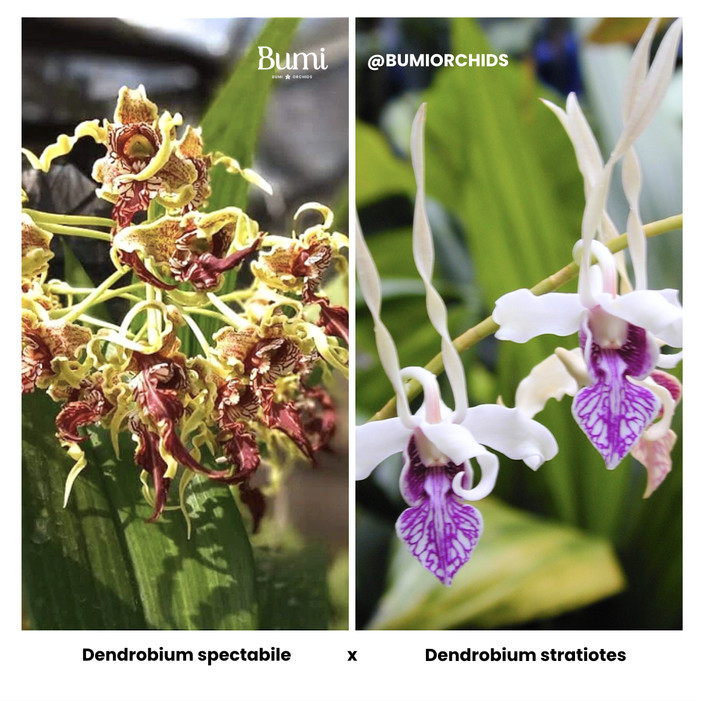 BUMI ORCHIDS Dendrobium spectabile x Dendrobium stratiotes (Seedling) - Foresta Orchids Bibit Anggre