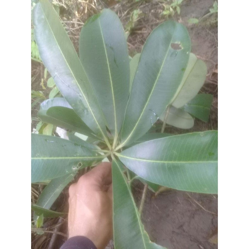 

Daun pule. Lame segar 250