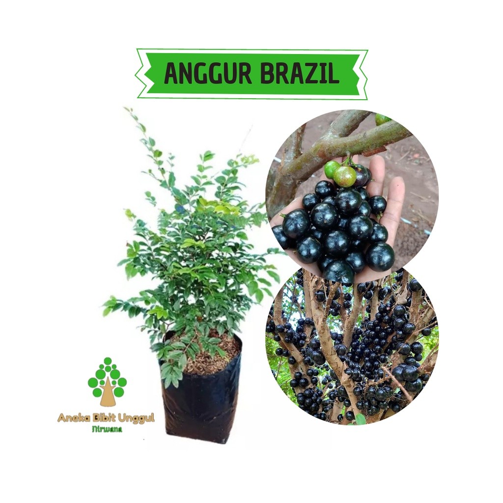 BIBIT ANGGUR BRAZIL SUPER - BIBIT ANGGUR BRAZIL CANGKOK - BIBIT ANGGUR HITAM -  BIBIT ANGGUR BATANG 