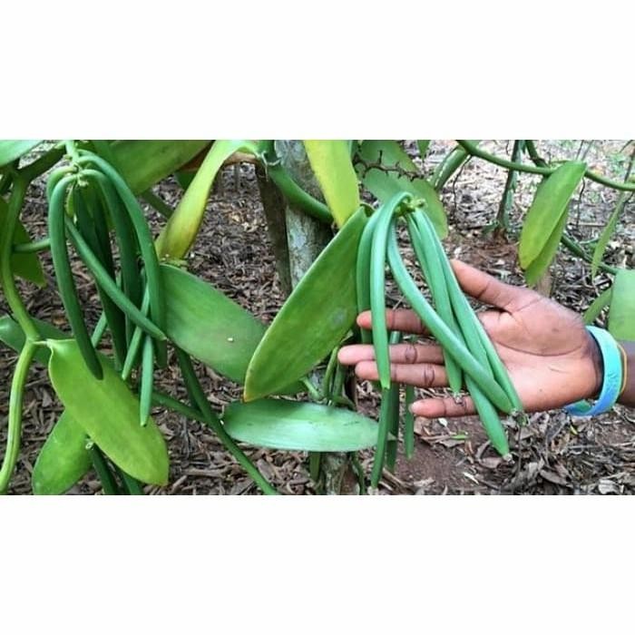 

BIBIT VANILI Murah Stek Vanilli Vanilla Paneli Bean Siap Tanam