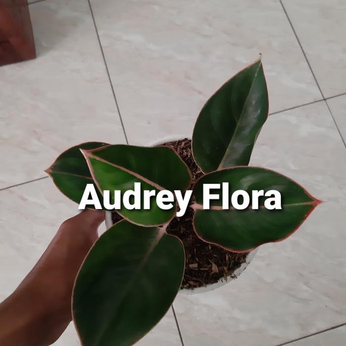 Tanaman Hias Aglonema Flamingo - Aglonema Lipstik Flamingo