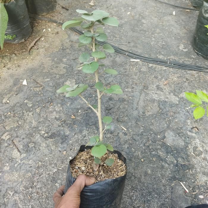 Bahan Bonsai Waru Jepang sesuai Foto