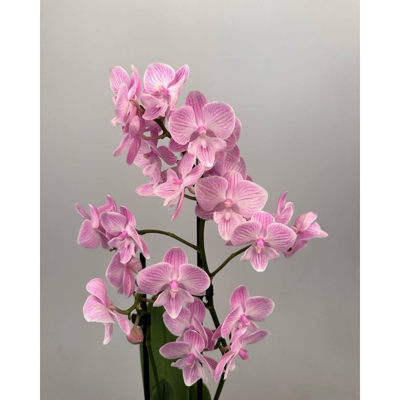 ANGGREK DENDROBIUM DEWASA HYBRID / BUNGA ANGGREK DENDROBIUM Terlaris COD