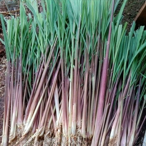 

sereh merah atau sereh wangi segar 1 kg ready stok