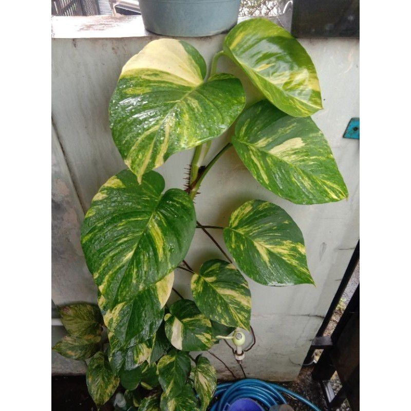 Bibit sirih gading varigata (stek batang berdaun) Pucuk_Ibun_96