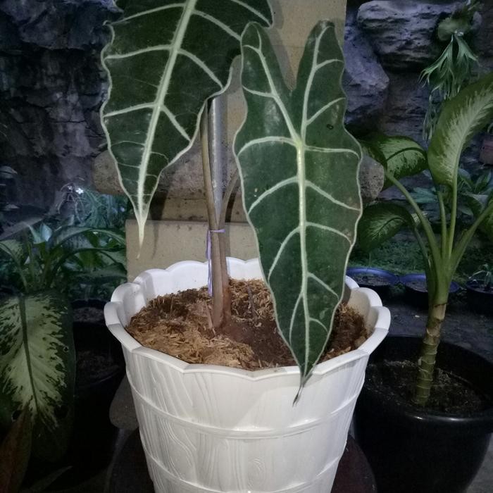 Caladium tengkorak Amazon