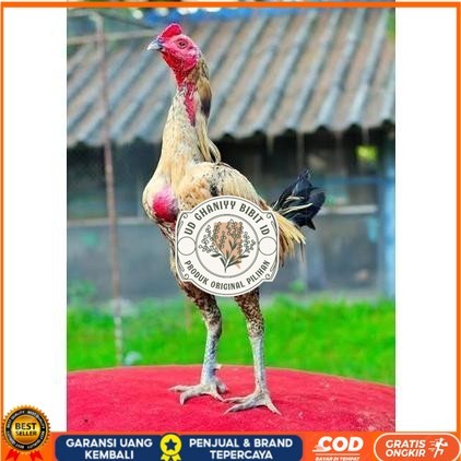 

Telur ayam bangkok shamo brazil / ayam petarung aduan untuk ditetaskan UD GHANIYY BIBIT ID