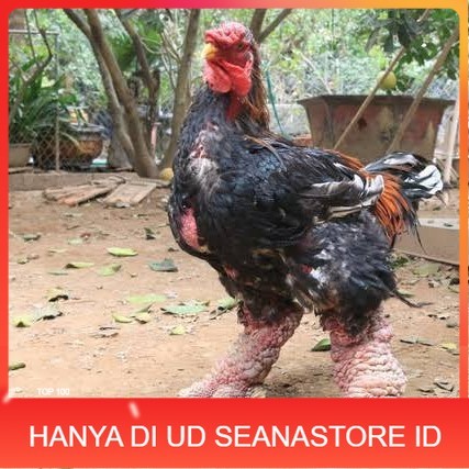 

Telur ayam dong tao / telur ayam hias / telur fertil siap kirim UD SEANASTORE ID