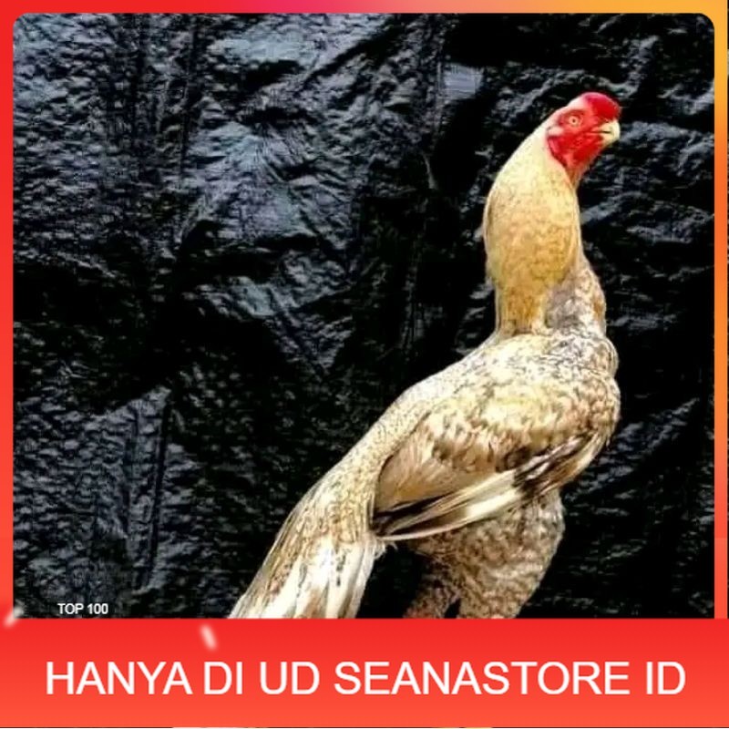 

telur fertil agsel Parrot kualitas terbaik UD SEANASTORE ID