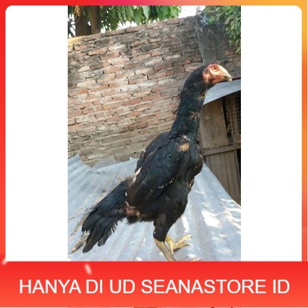 

Telur Shamo X BK clasik terlaris UD SEANASTORE ID