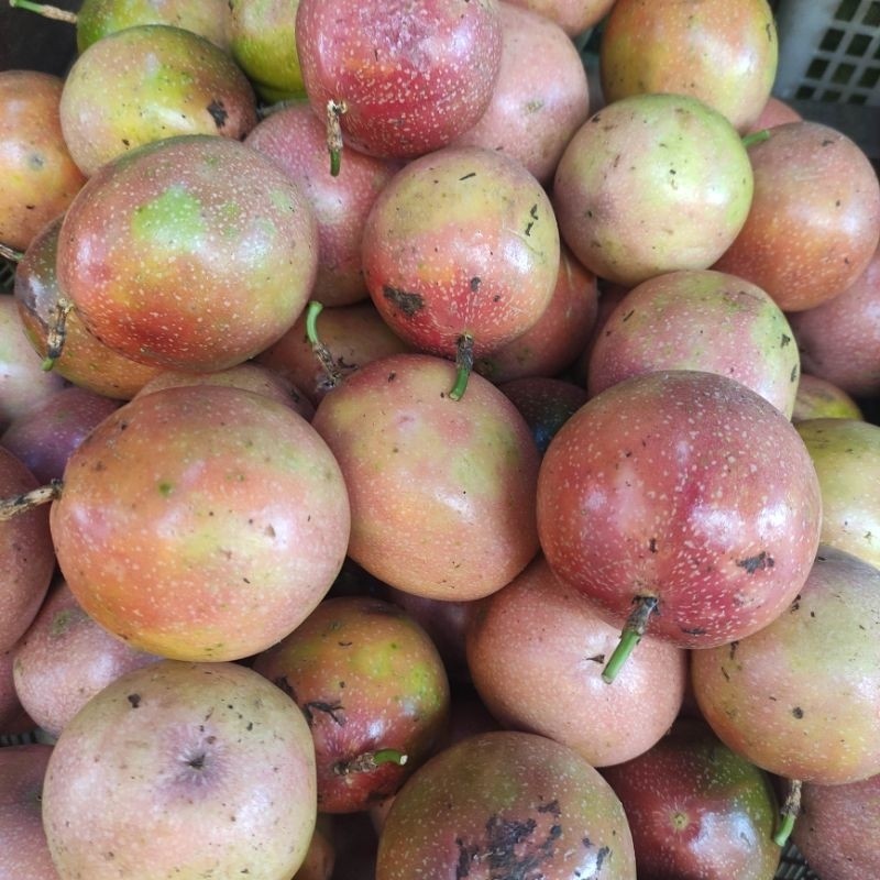 

buah markisa pasar online makassar