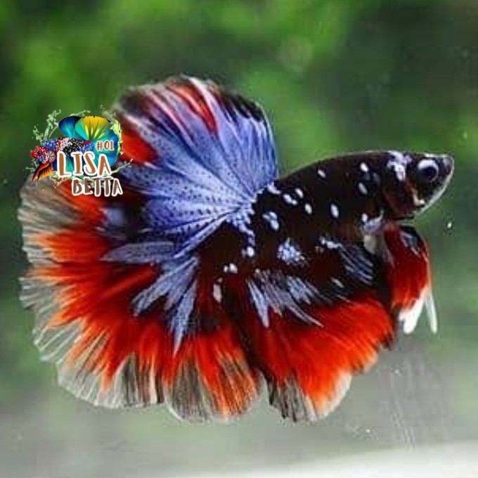 Hiasan soliter ikan cupang halfmoon avatar gordon jantan medium - grade A kebutuhan aquarium