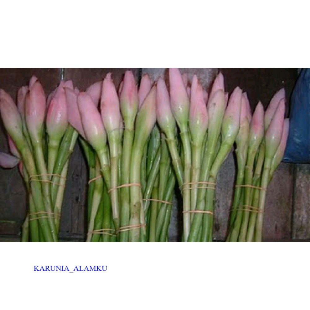 

Rombeh Bunga Honje Segar Comrang KARUNIA_ALAMKU