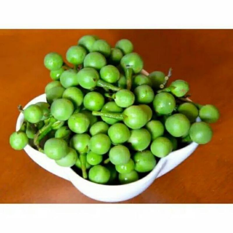 

Promo Buah cepokak segar 250gr / takokak/ buah rimbang / herbal ready stok #laris #terlaris