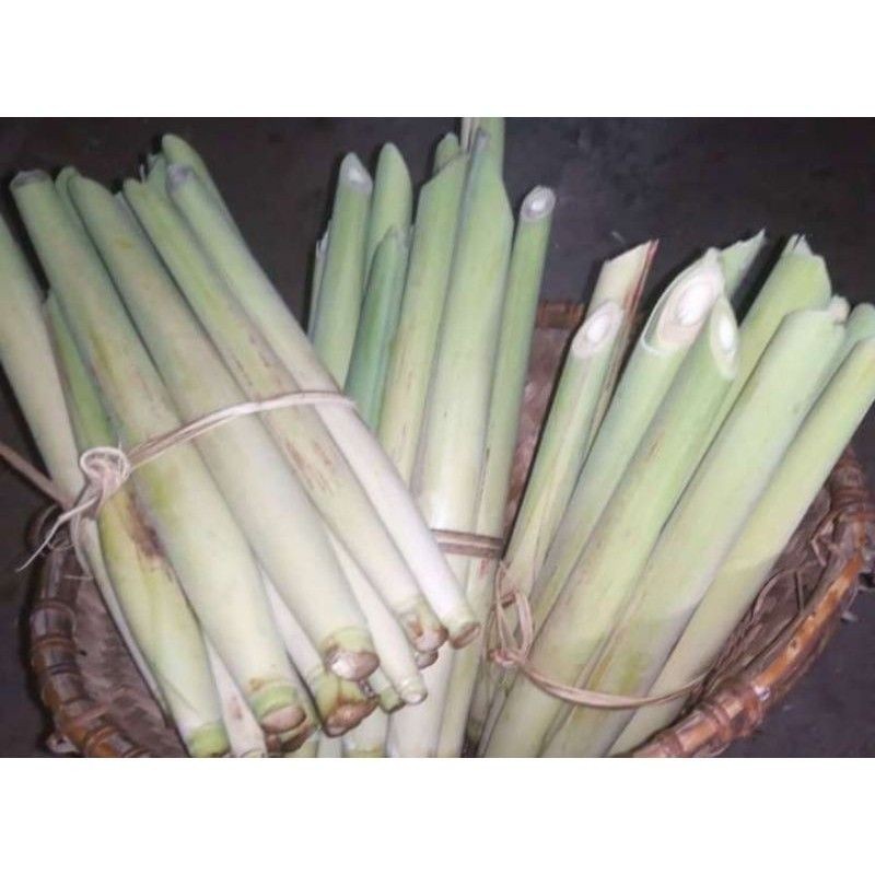 

Promo BARU 10 PCS Terubuk Trubuk Turubuk Endog Tiwu Bunga Telur Telor Tebu ready stok #terlaris