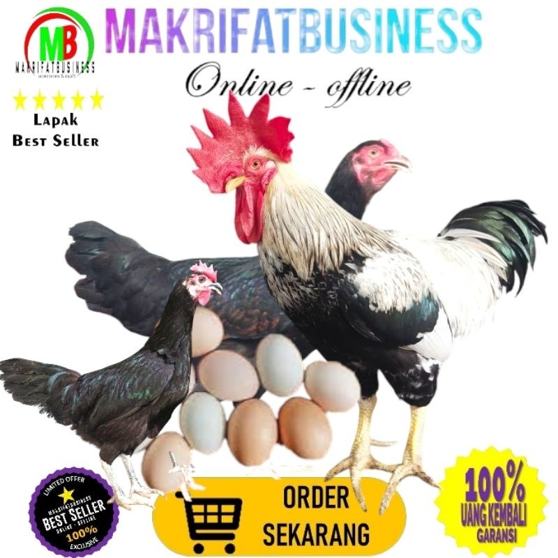 

IMDA HANDICRAFT Paket 7 Pcs TELUR FERTIL AYAM KUB2 Jalur PETELUR FI MURNI KUB2 Perent Stock Bisa Ditetaskan Kembali Kwalitas Super Jaminan Menetas Hasil Peternak Profesional