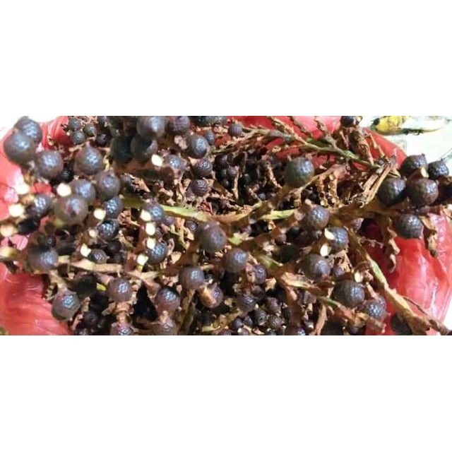 

Buah jernang merah Dragonball