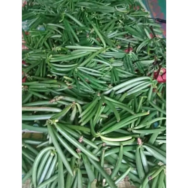 

Buah vanili segar500 gram Lestaari-Desaku