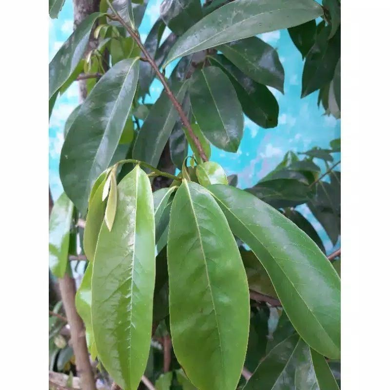 

Baru Daun sirsak segar 100 lembar untuk kesehatan COD