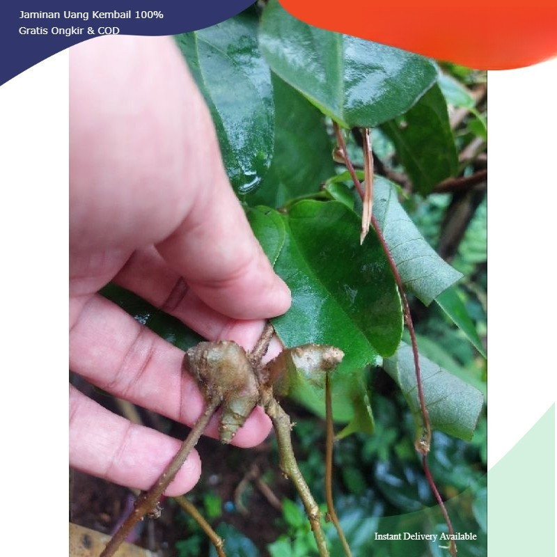 

Umbi Binahong - herbal alami fresh