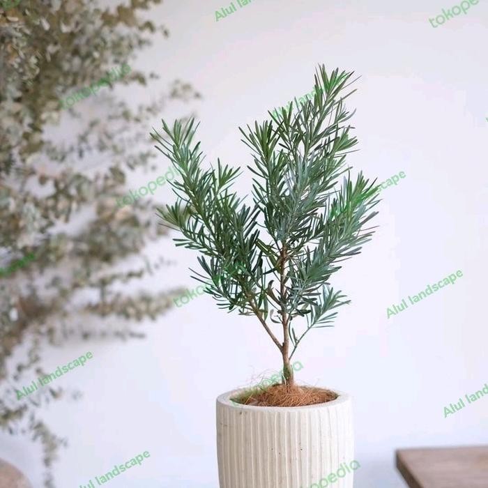 tanaman hias lohansung blue ice - lohansung silver blue ice