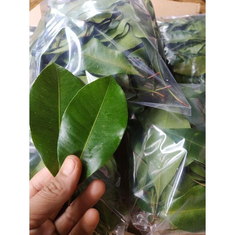 

DAUN CENGKEH SEGAR 250 GRAM fresh Kedai_herbal Co