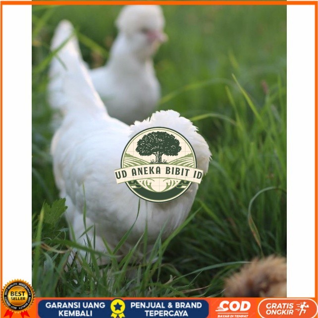 

Telur ayam hias sultan fertil untuk ditetaskan Langsung UD ANEKA BIBIT ID