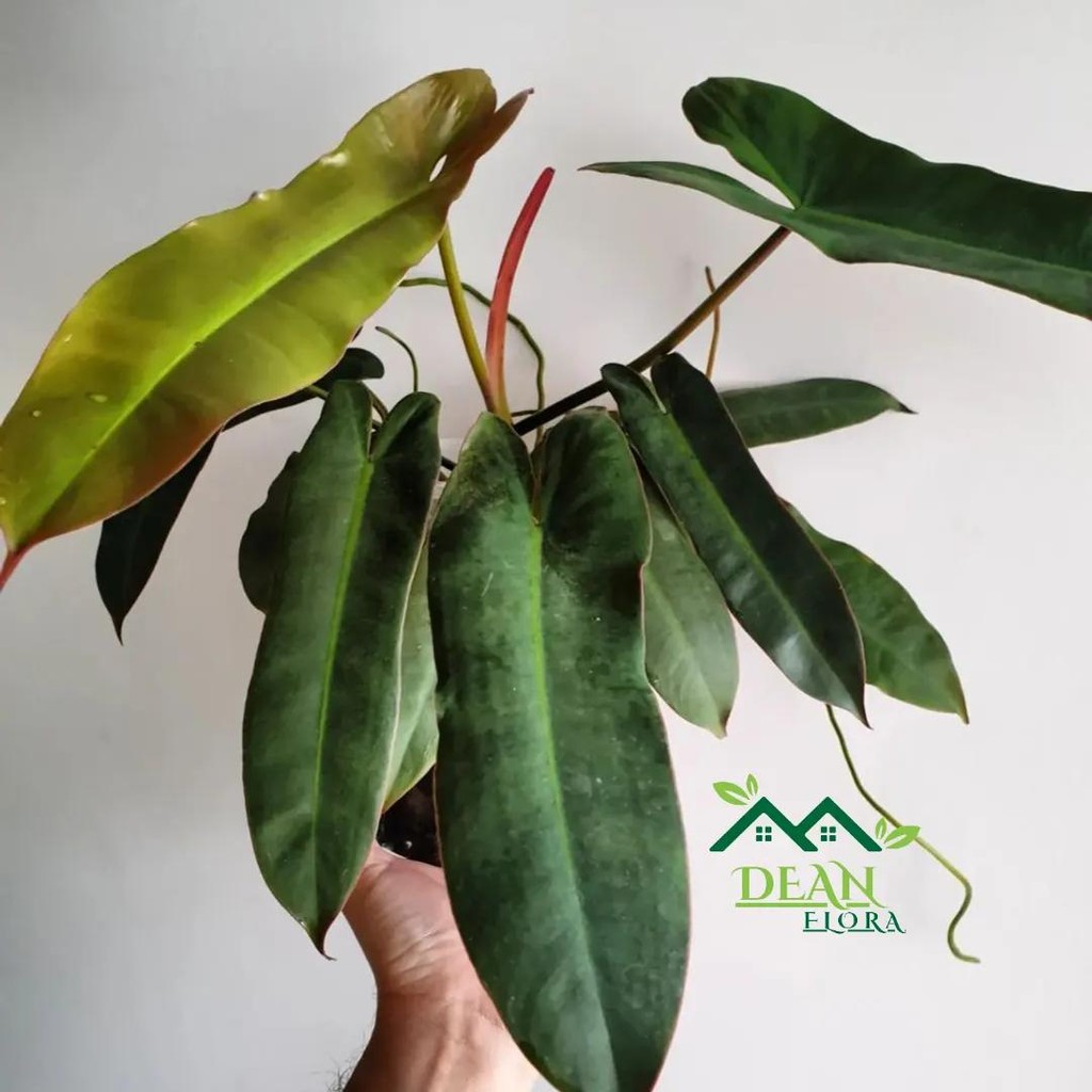 Tanaman Hias Philodendron Atabapoense x Billietiae - Atabapoense