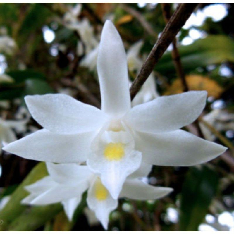 ANGGREK MERPATI BUNGA PUTIH/ANGGREK BUNGA WANGI