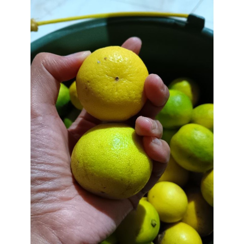 

Jeruk Nipis Kuning 1kg (disarankan area sekitar Gresik)