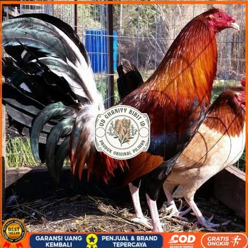 

Telur ayam hias pilipin fertil untuk ditetaskan Langsung UD GHANIYY BIBIT ID