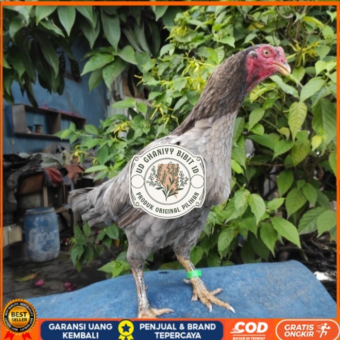 

Telur ayam bangkok birma fertil / ayam petarung aduan untuk ditetaskan Langsung UD GHANIYY BIBIT ID