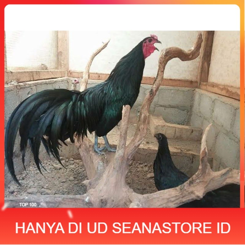 

TELUR AYAM HIAS BLACK SUMANTRA UNTUK DI TETASKAN UD SEANASTORE ID