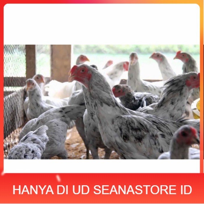 

Telur ayam fertil asli sensi petelur handal siap ditetaskan - ayam sensi UD SEANASTORE ID
