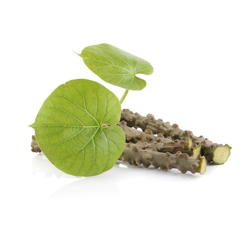 

Termurah Batrawali / Brotowali / Sapih Asi ( Segar Bebas Pestisida )