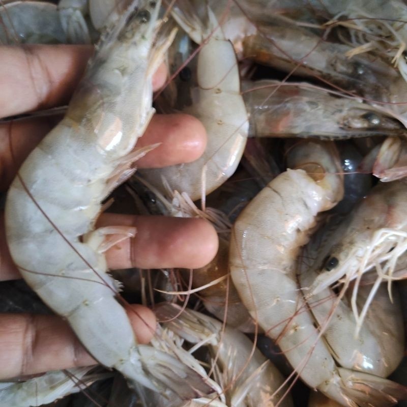 

udang besar segar pasar online makassar