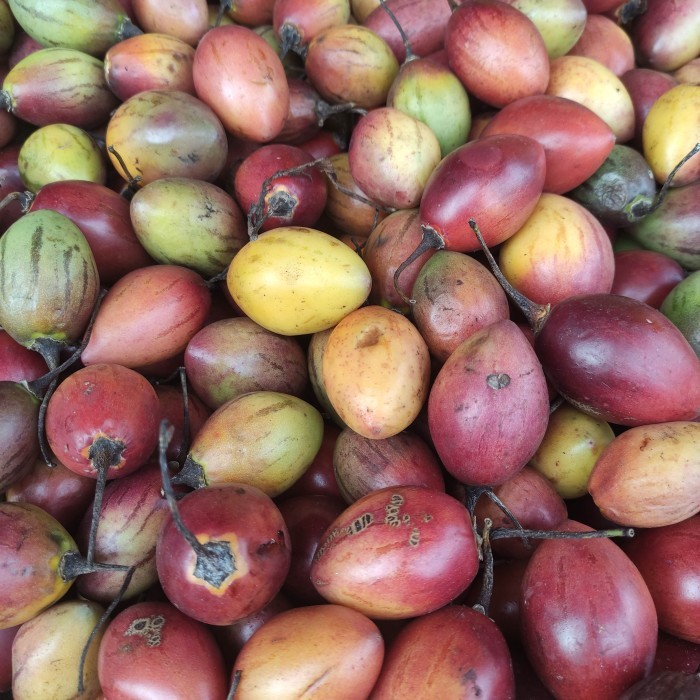 

terong belanda pasar online makassar